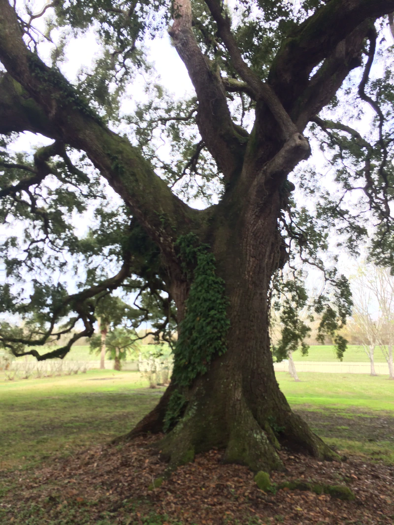 Large tree at the Laura Plantation