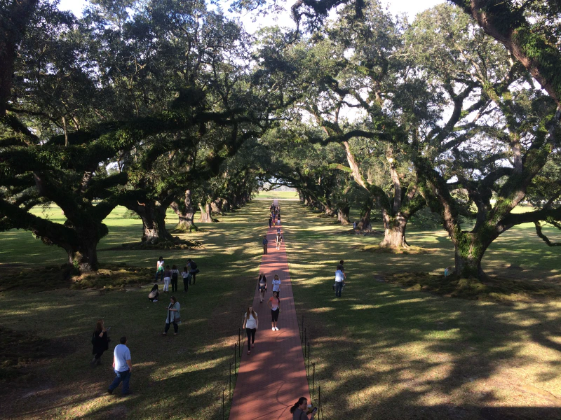 View of Oak Alley from the plantation house