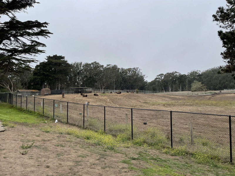 Bison in San Francisco? Yep!