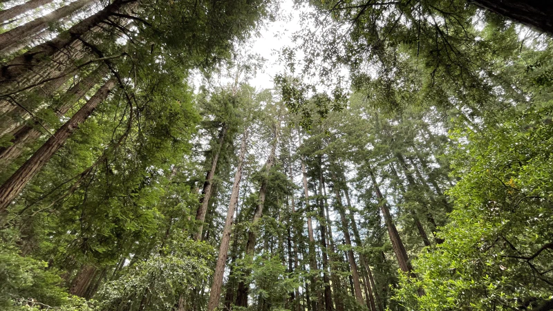 The trees were beautiful, tall, and slender; reaching up high into the oft foggy sky.